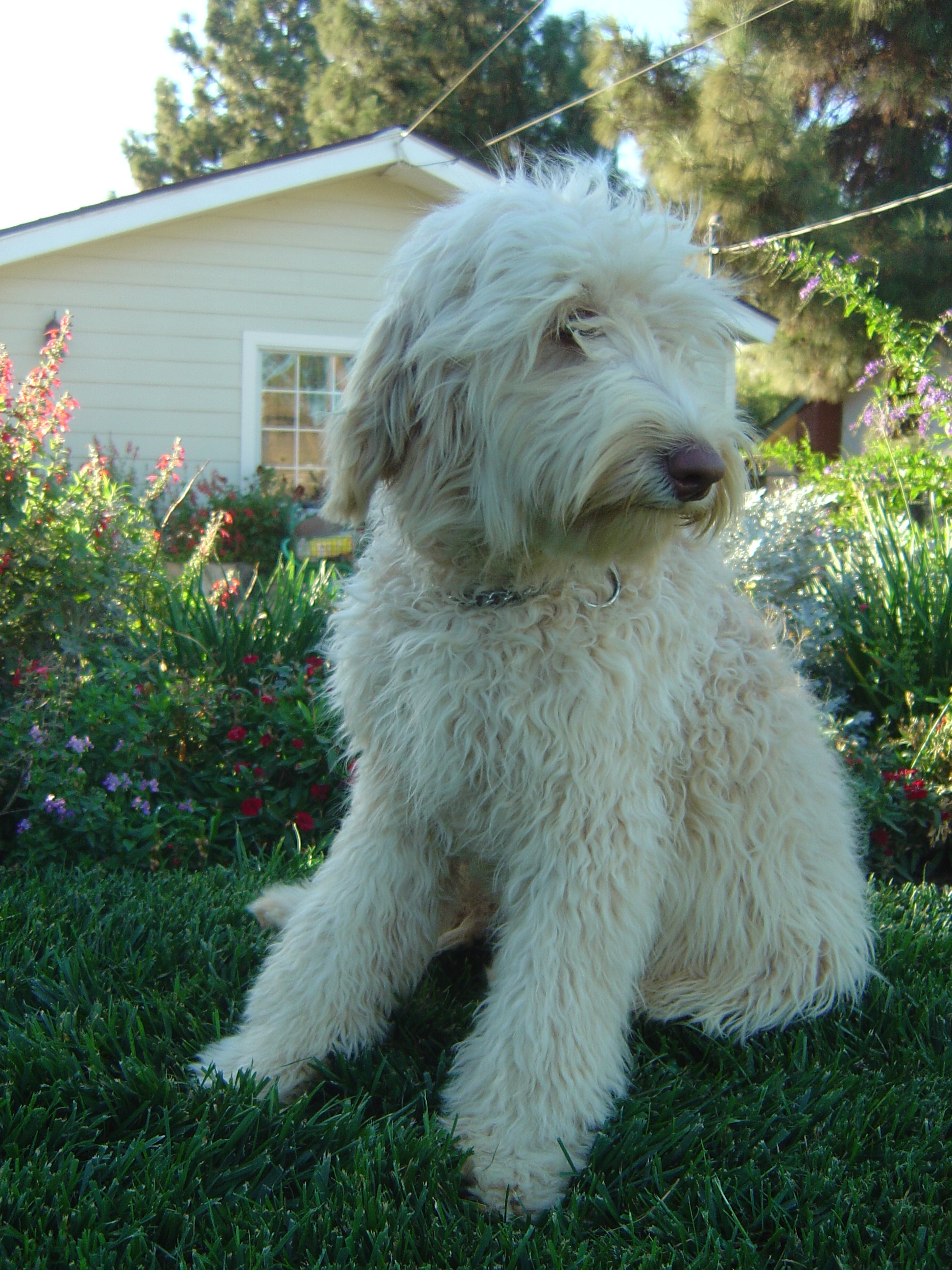 Cherri Delicious Labradoodle Female